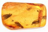 Five Detailed Fossil Caddisflies (Trichoptera) In Baltic Amber #296948-1